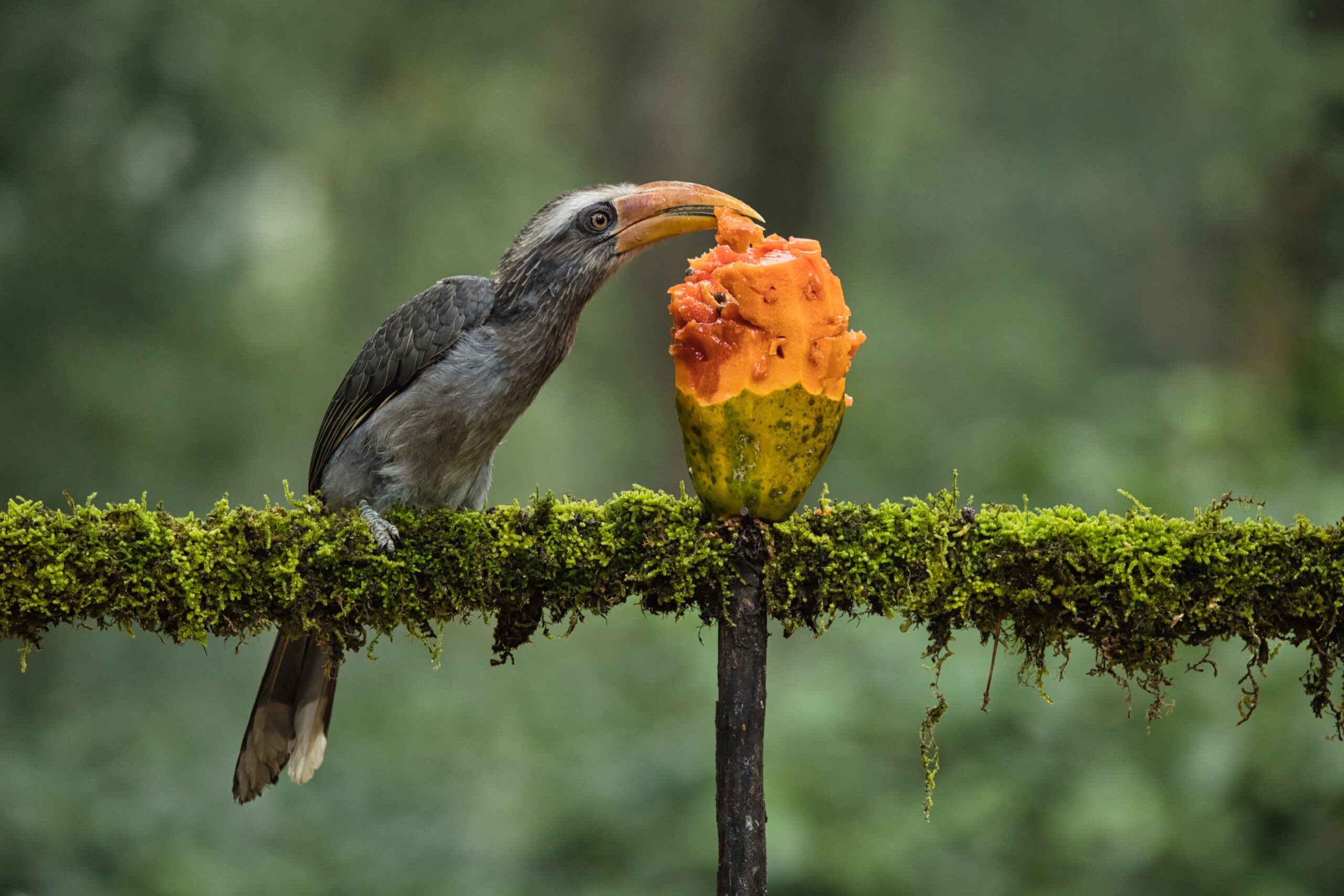 brids in coorg