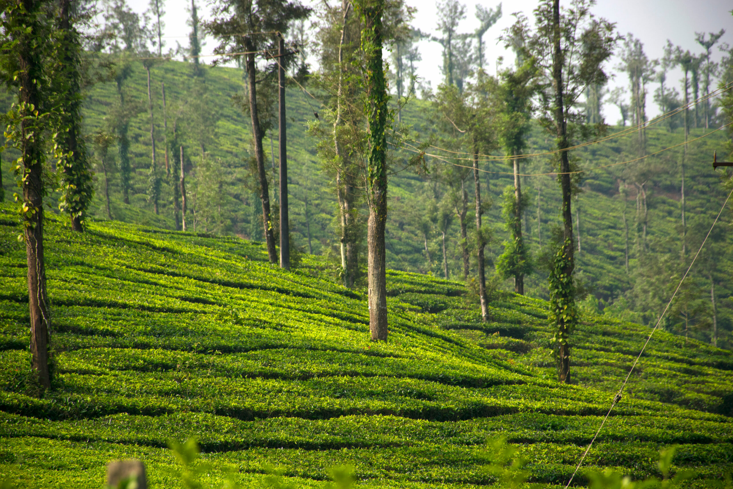 Tea fields in Coorg, Karnataka, India